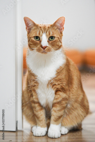 Fototapeta Naklejka Na Ścianę i Meble -  Portrait of a red cat at home.