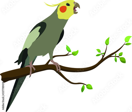 Angry cockatiel