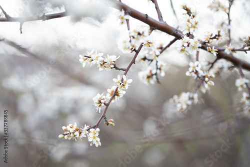 Fototapeta Naklejka Na Ścianę i Meble -  Weiße Blüten an Ästen. Frühlingserwachen, Makroaufnahme