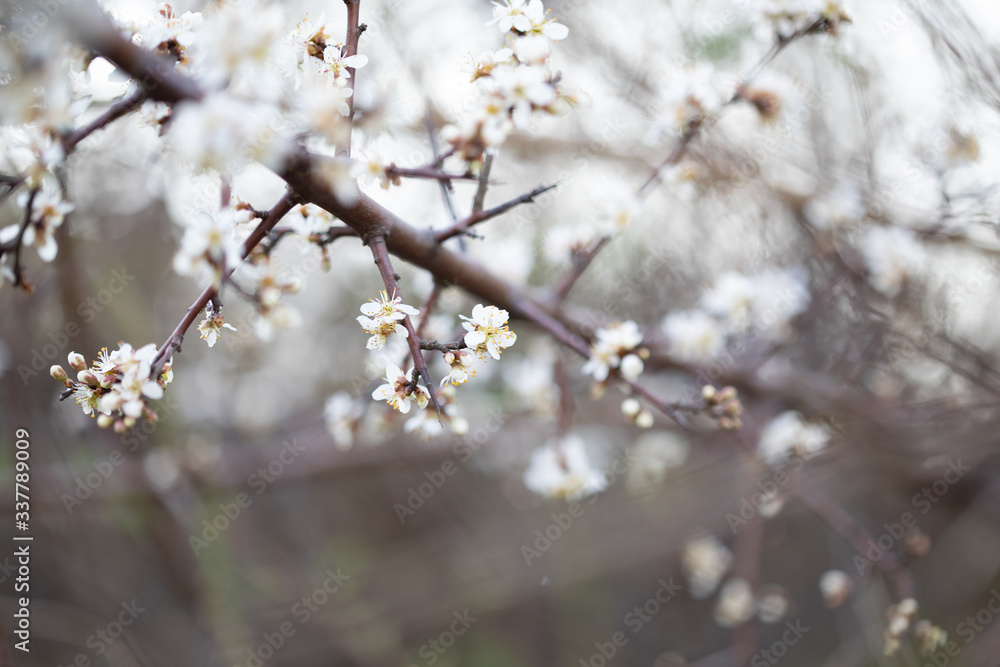Weiße Blüten an Ästen. Frühlingserwachen, Makroaufnahme Weiße Blüten an Ästen. Frühlingserwachen, Makroaufnahme
