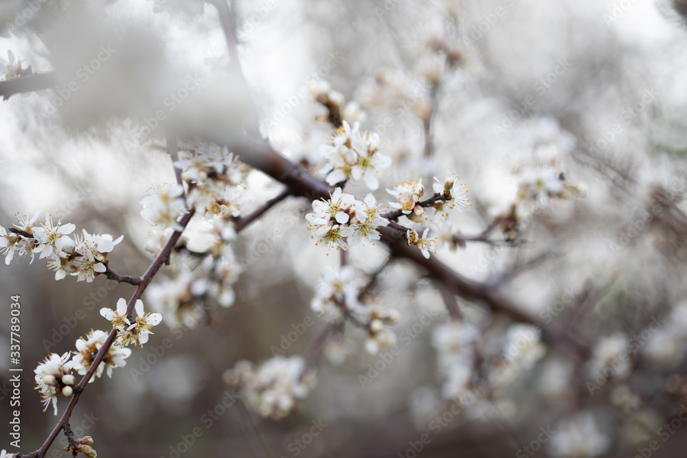 Weiße Blüten an Ästen. Frühlingserwachen, Makroaufnahme Weiße Blüten an Ästen. Frühlingserwachen, Makroaufnahme
