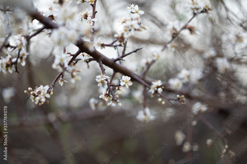 Weiße Blüten an Ästen. Frühlingserwachen, Makroaufnahme Weiße Blüten an Ästen. Frühlingserwachen, Makroaufnahme