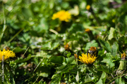 Yellow dandelions closeup on blurred background © Eugene B-sov