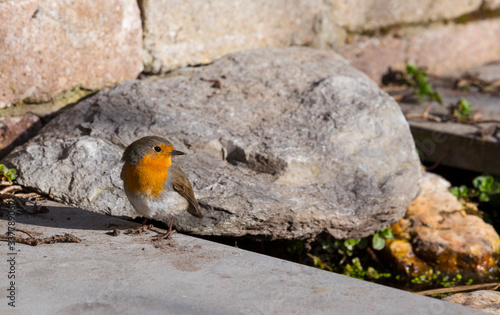 robin bird in a garden in holland photo