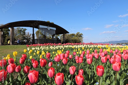 馬見丘陵公園の桜とチューリップ