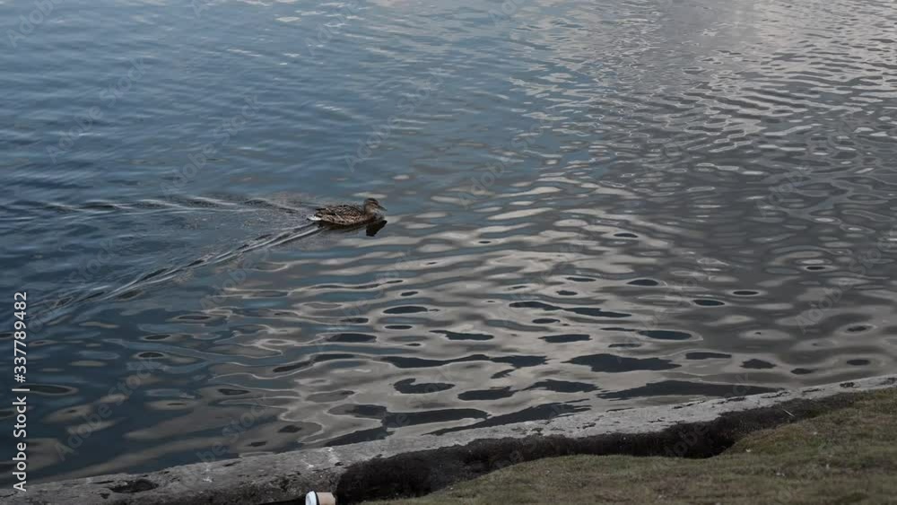 wild ducks swim in the city lake in the spring in good weather wild ducks swim in the city lake in the spring in good weather