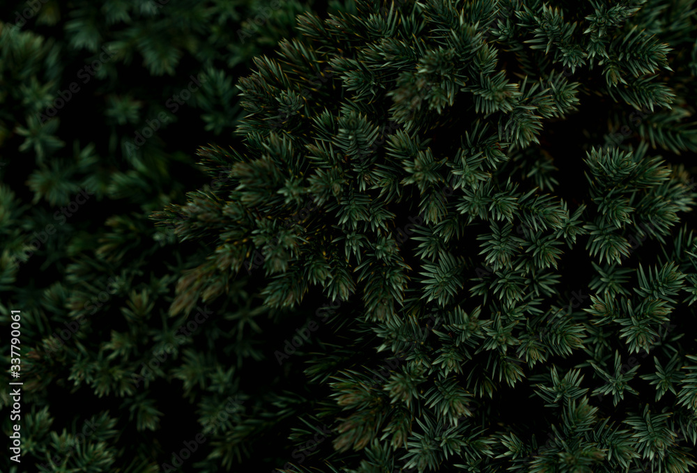  Bushes of ornamental yew in the garden