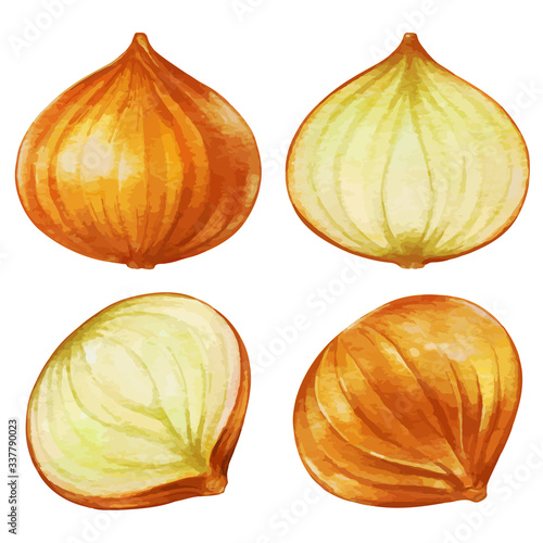 Wallpaper Mural タマネギ　玉葱　たまねぎ　のイラストセット Torontodigital.ca