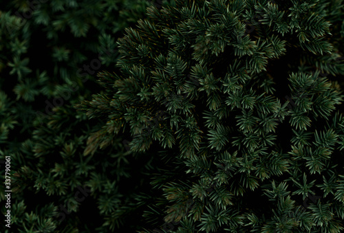  Bushes of ornamental yew in the garden