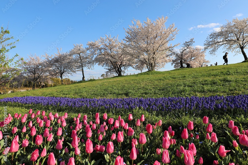 馬見丘陵公園の桜とチューリップ