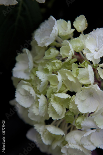 Saxxon Snowball hydrangea close up blossom