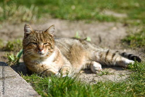 A free-living cat lounging in the sun in the garden.