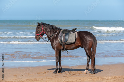 Dark Bay barbary horse under saddle, Morocco © ptashkan