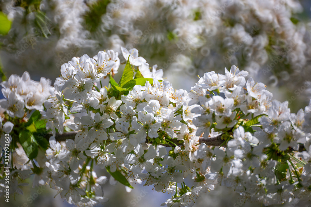 Cherry blossom in April Cherry blossom in April