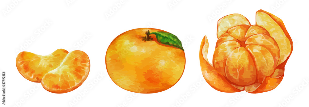 みかん 皮をむいたミカン のイラスト Stock Illustration Adobe Stock
