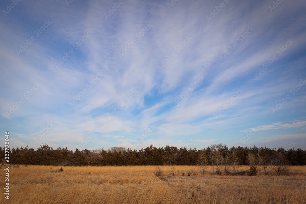 Obraz premium trees in the field