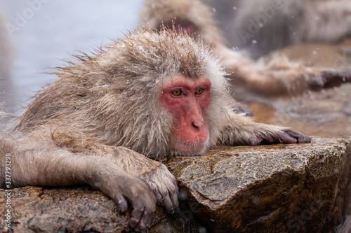 Snow Monkey in Winter Hot Spring (Jigokudani Monkey Park, Nagano, Japan) © TimmyTimTim