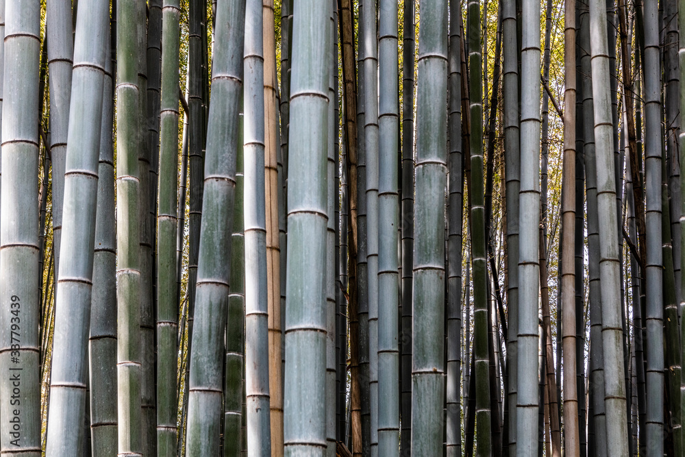 Bamboo forest near Kyoto in Japan shoot on March 26th, 2018