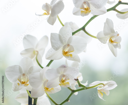 Fototapeta Naklejka Na Ścianę i Meble -  Macro photo of white orchid. Phalaenopsis