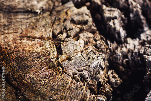 texture of old rotten tree stump of felled tree