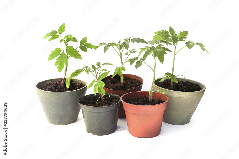 Tomatoes seedling isolated on white background, Young tomatoes growing in pot before planting in the ground.. Tomatoes seedling isolated on white background, Young tomatoes growing in pot before planting in the ground..
