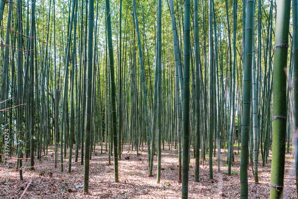 Bamboo forest near Kyoto in Japan shoot on March 26th, 2018 Bamboo forest near Kyoto in Japan shoot on March 26th, 2018