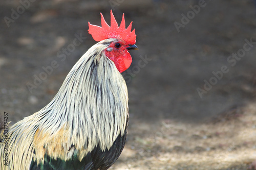 Rooster with red comb and white and gray hackle feathers