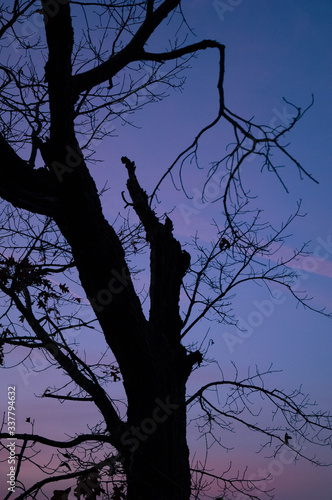 spooky trees photo