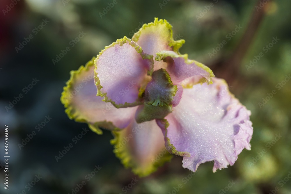 Obraz premium Top view of a gorgeous violets flower isolated on background. Beautiful nature backgrounds.
