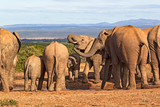 Herd of elephants drinking at waterhole