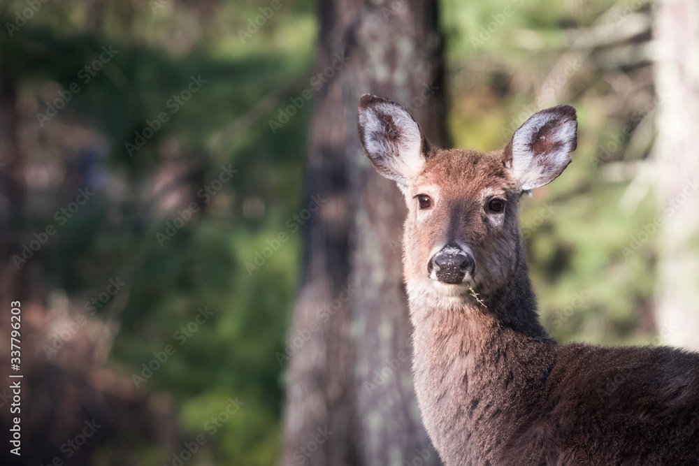 A female North American White Tailed Deer alert and looking at the camera in Virginia. They eat large amounts of food including acorns, fruit, corn and vegetation. This one is eating a weed.