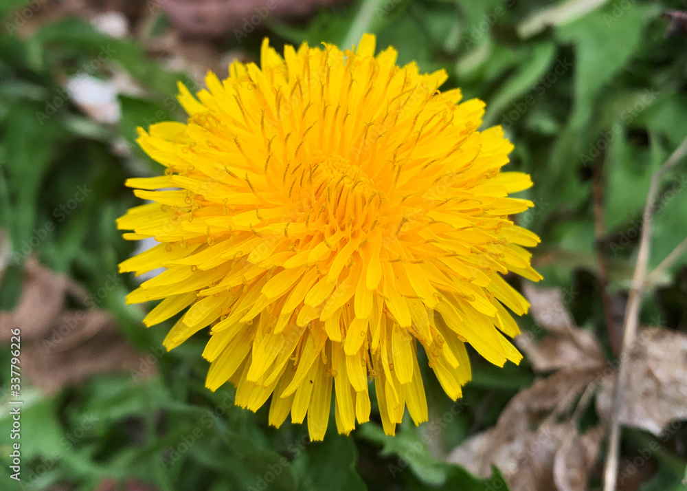 yellow dandelion flower yellow dandelion flower