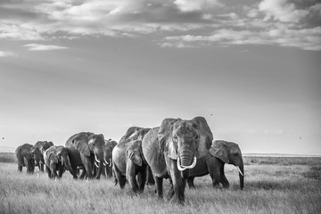 Papier peint photo Éléphant Géants en marche dans la savane  © Ramachandiran G