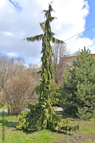 Yellow cypress, weeping form (Chamaecyparis nootkatensis (D. Don) Spach, f. Pendula) in the garden photo