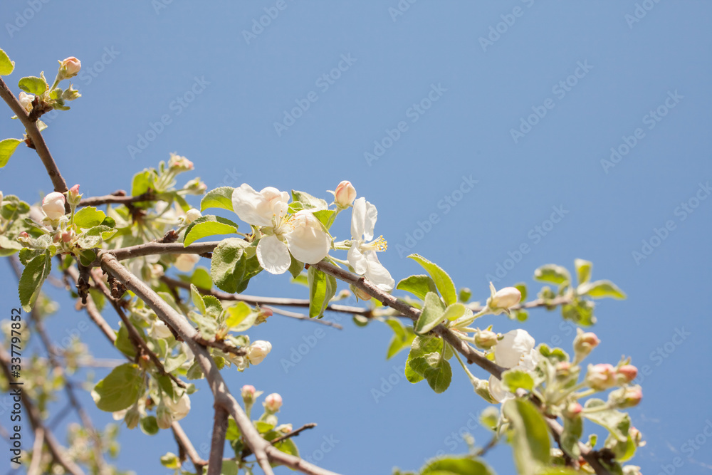 .Blooming apple tree in spring time. .Blooming apple tree in spring time.