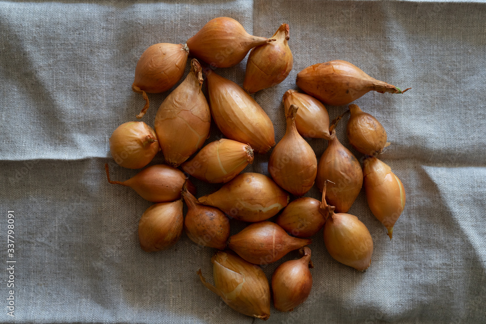 Obraz premium Shallot onion on a linen napkin