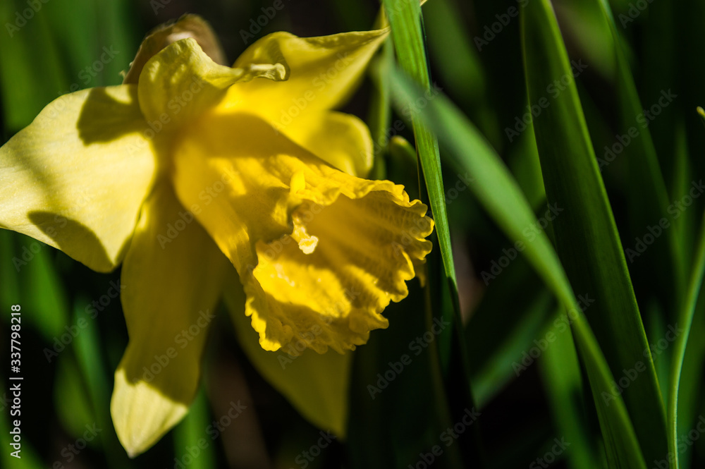 Yellow daffodils closeup on blurred background Yellow daffodils closeup on blurred background