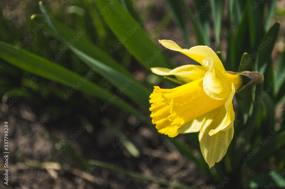 Yellow daffodils closeup on blurred background Yellow daffodils closeup on blurred background