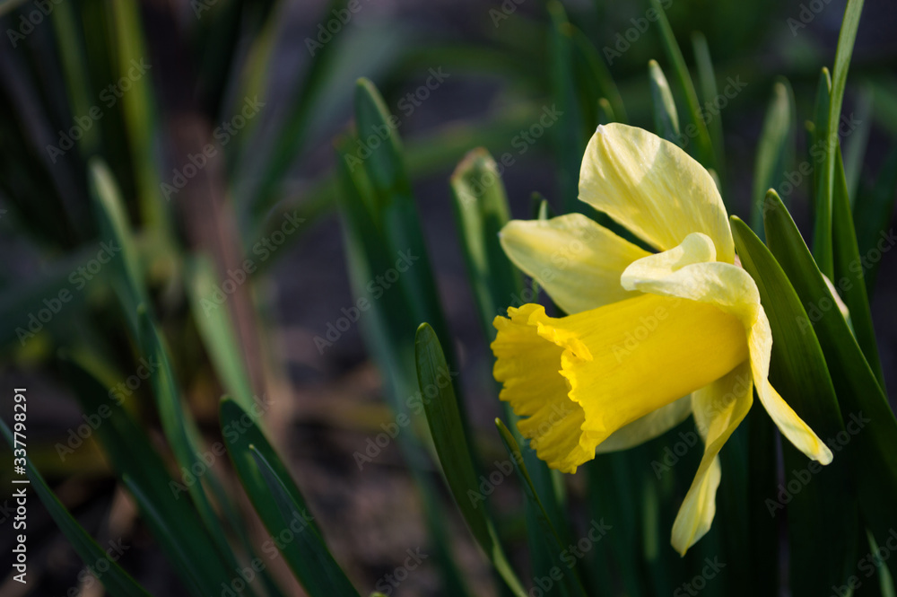 Yellow daffodils closeup on blurred background Yellow daffodils closeup on blurred background