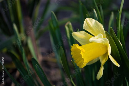 Fototapeta Naklejka Na Ścianę i Meble -  Yellow daffodils closeup on blurred background