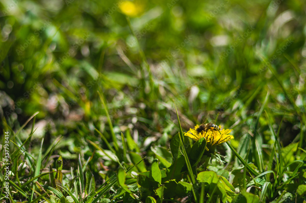 Yellow dandelions closeup on blurred background Yellow dandelions closeup on blurred background