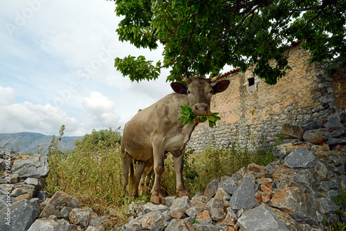 Cow feeding on a fig tree, Mani, Peloponnese, Greece - Kuh frisst an einem Feigenbaum,  Mani, Peloponnes, Griechenland photo