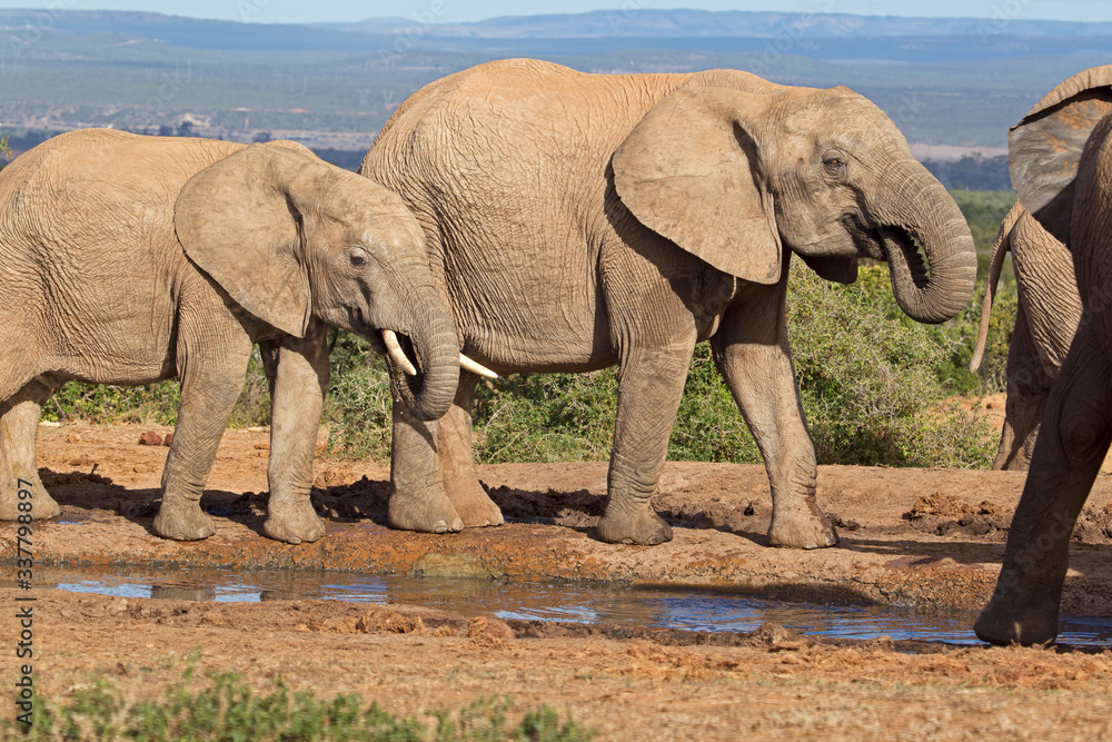 Obraz premium Three elephants drinking at waterhole