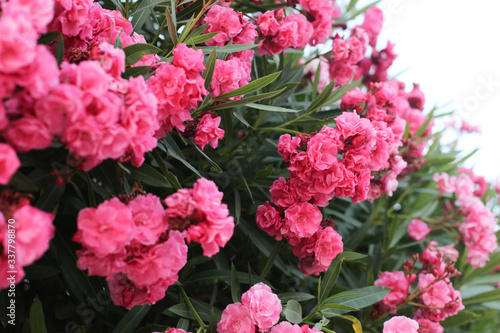 Fototapeta Naklejka Na Ścianę i Meble -  Beautiful blooming pink flowers on a white background