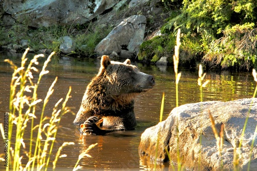 Brown bear eating fish in Vancouver, Canada.