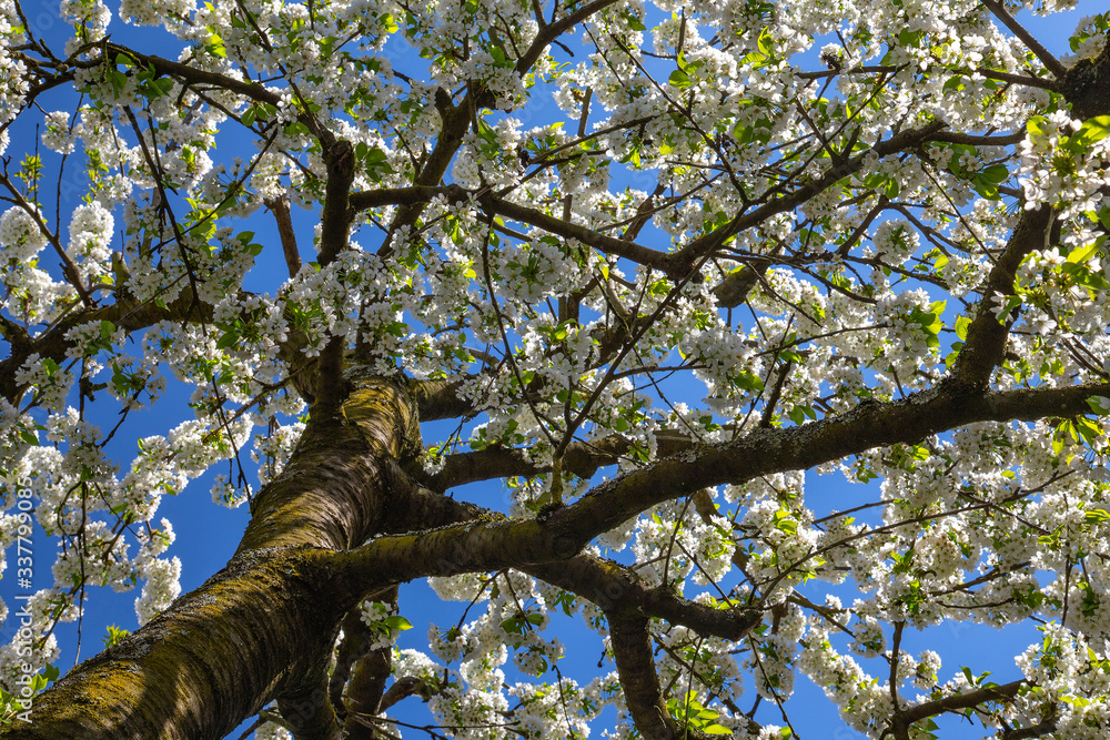 Fototapeta premium Cherry blossom in April