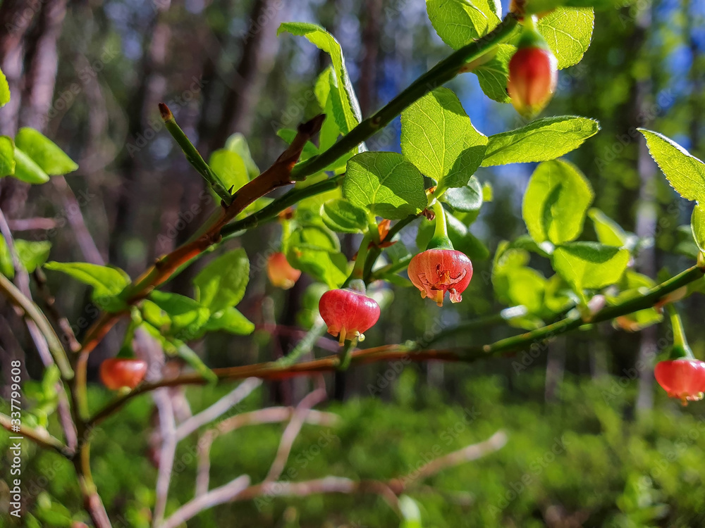 Spring day in the Northern forest. Blueberry blossom in the Yagrin forest.