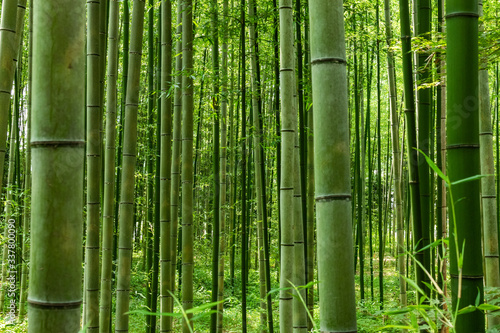 Bamboo forest pattern. Arashiyama Bamboo Forest Kyoto.