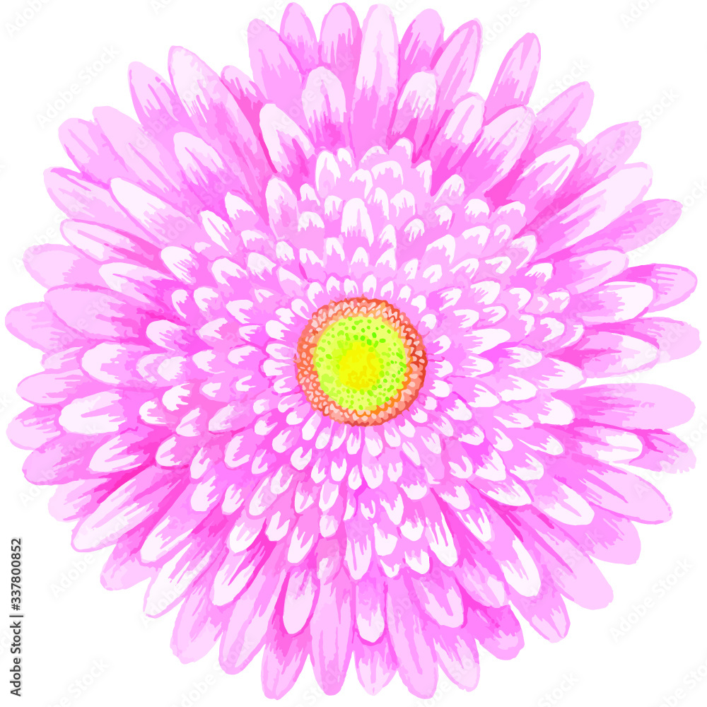 Obraz premium Pink watercolor gerbera.