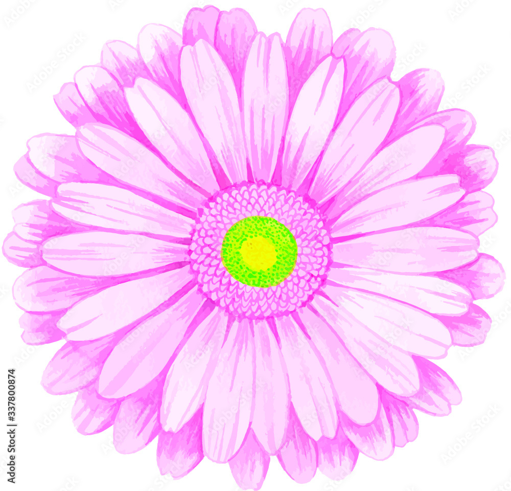 Pink watercolor gerbera. Pink watercolor gerbera.